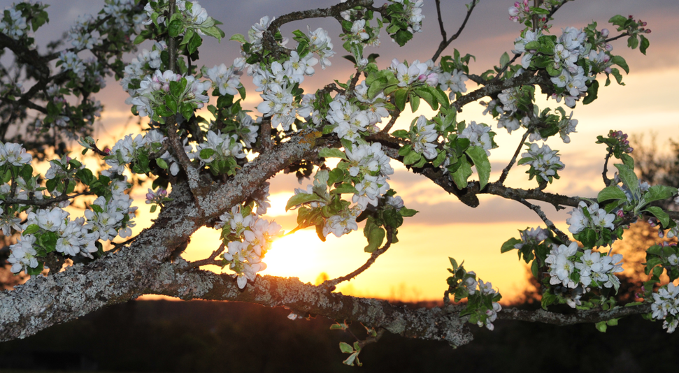 Apfelblüten Sonne